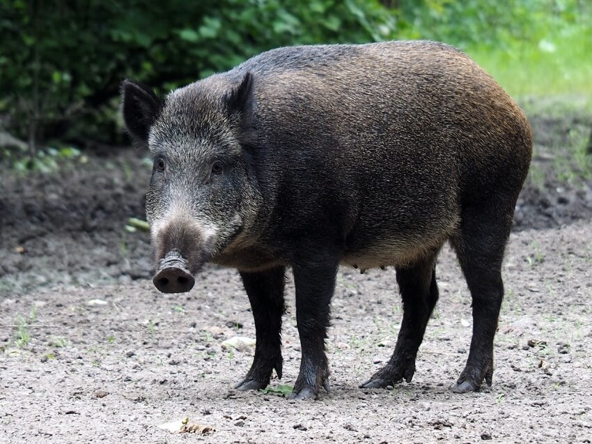 Wilde dieren steken in schemer over